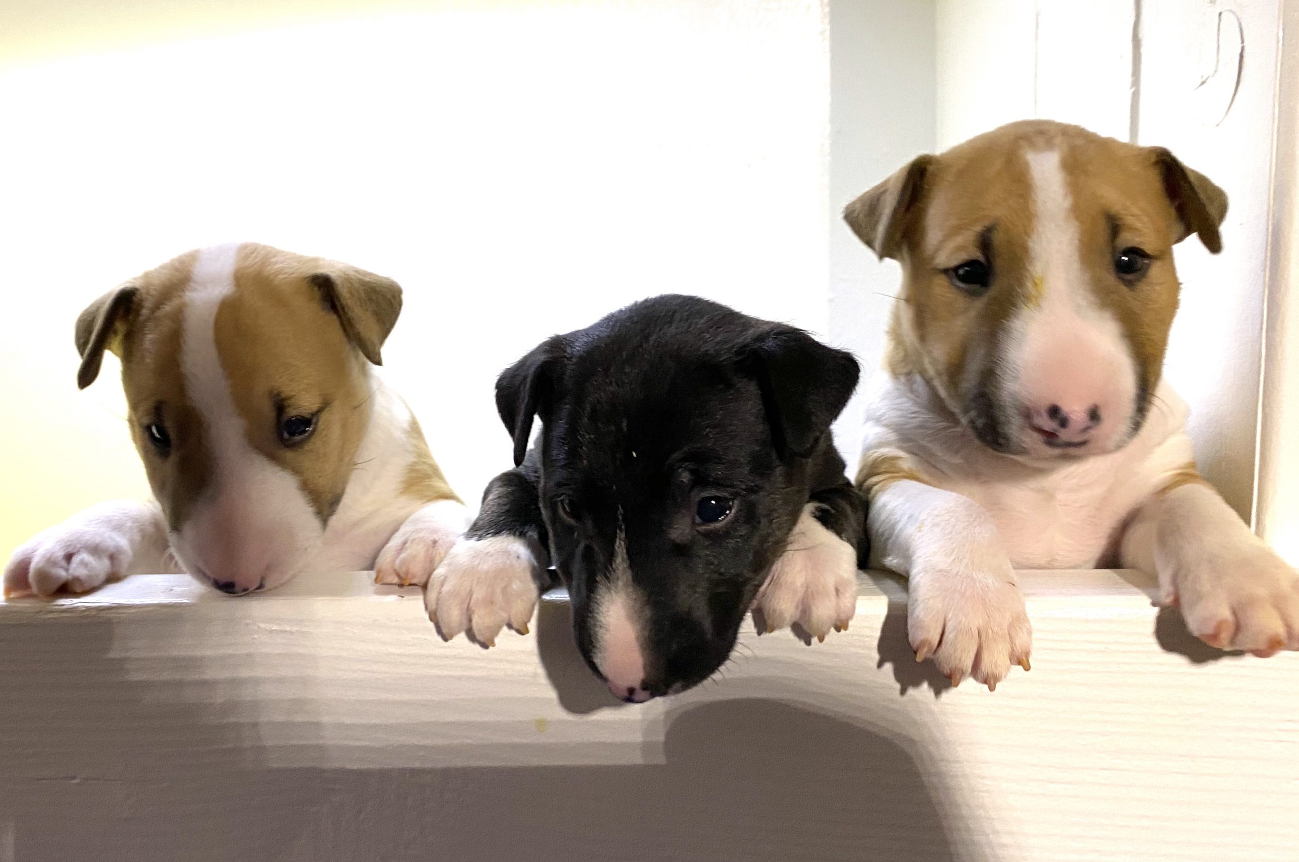 Mini Bull Terriers